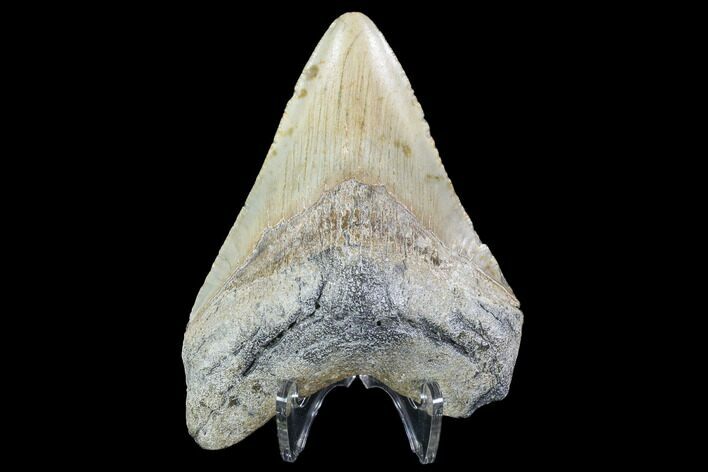 Fossil Megalodon Tooth - North Carolina #91143
